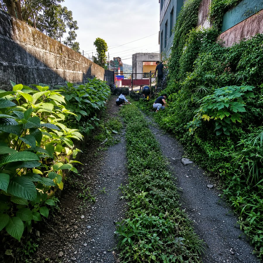 Before photo for Overgrown Pathway Clearing